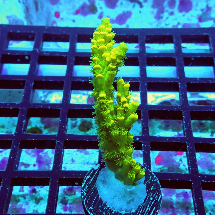 Tenuis Ultra Green Acro