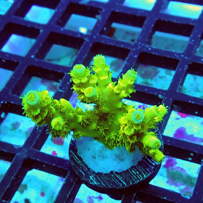 Tenuis Ultra Green Acro