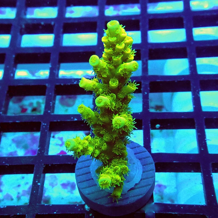 Tenuis Ultra Green Acro