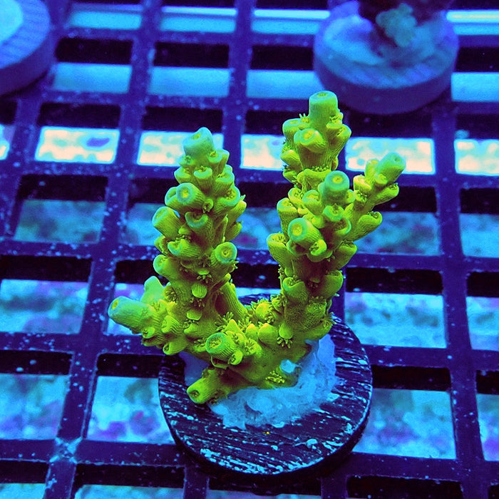 Tenuis Ultra Green-Yellow Blue Tips Acro