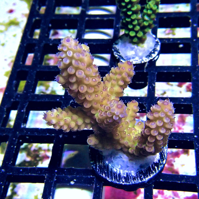 Blue Polyp Acro Frag