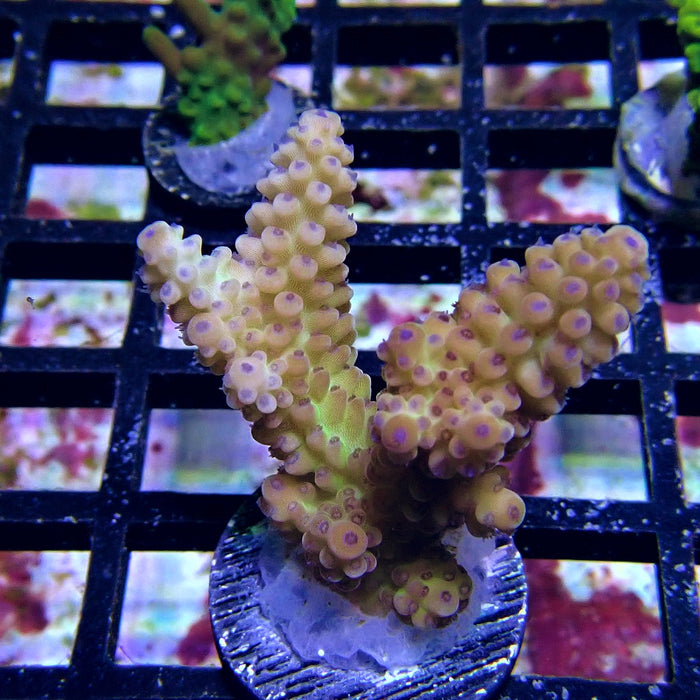 Blue Polyp Acro Frag