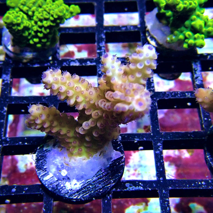Blue Polyp Acro Frag