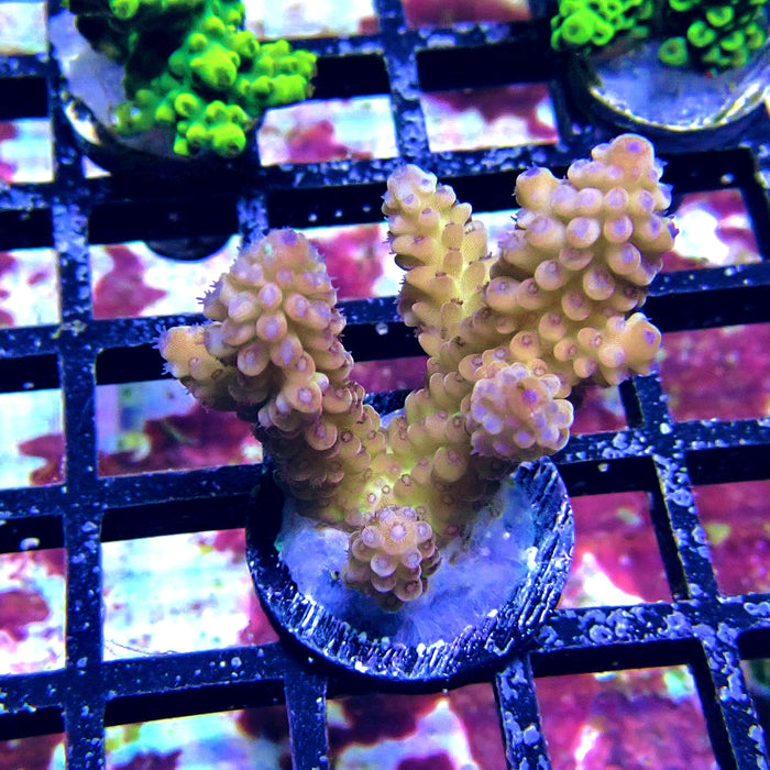 Blue Polyp Acro Frag