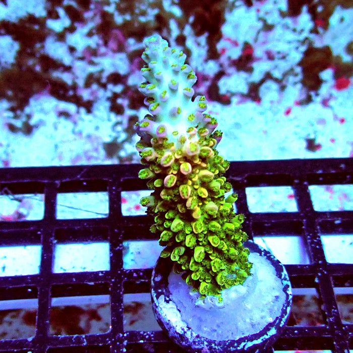 Green-Pink Abrotanoides Acro Frag