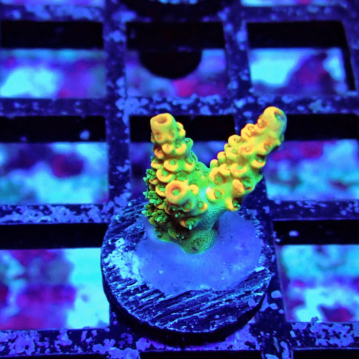 REx Apache Quadricolor Acro