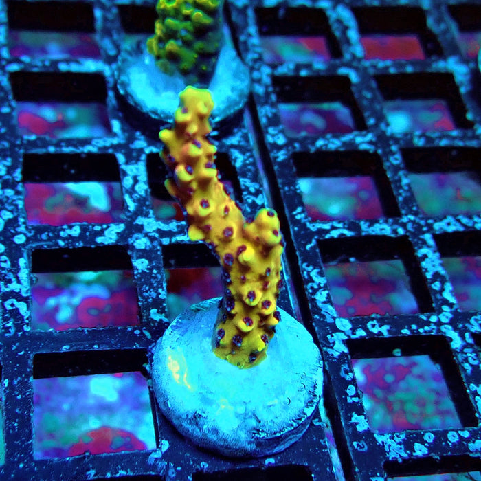 Pink Cadillac Acro Frag