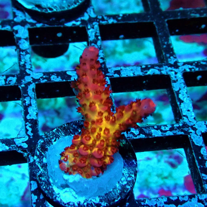 Blazing Fire Acro Frag