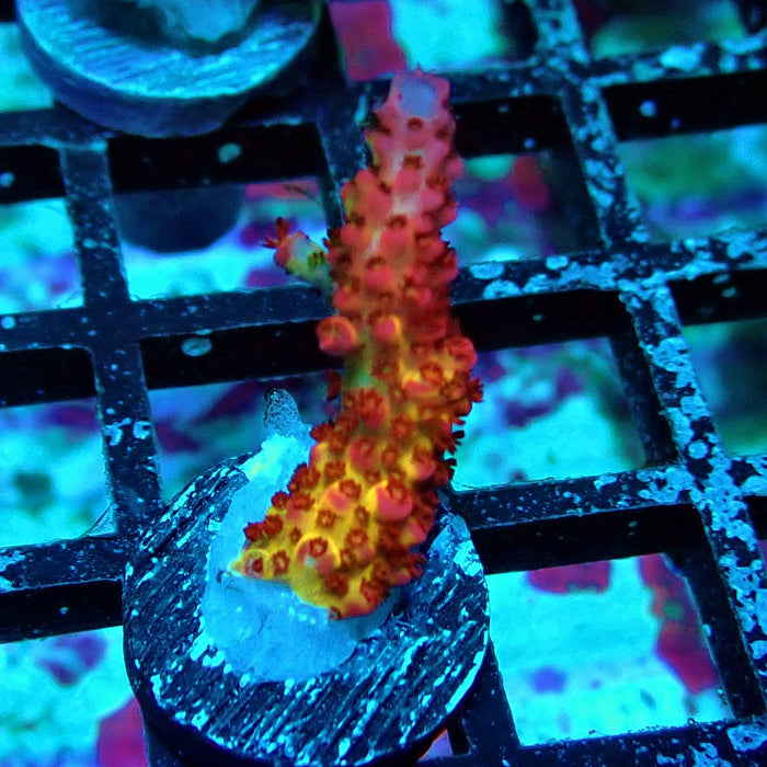 Blazing Fire Acro Frag