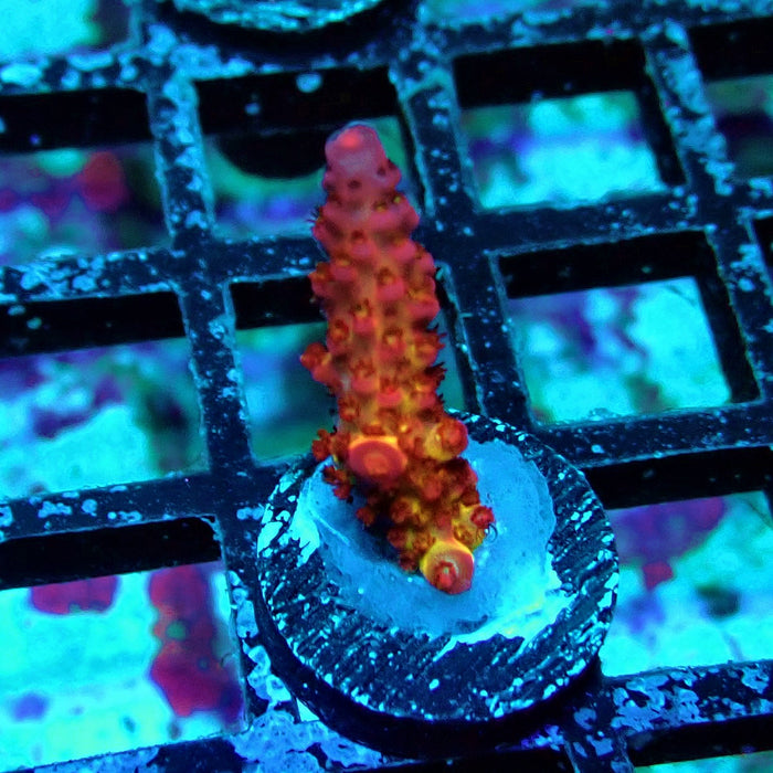 Blazing Fire Acro Frag