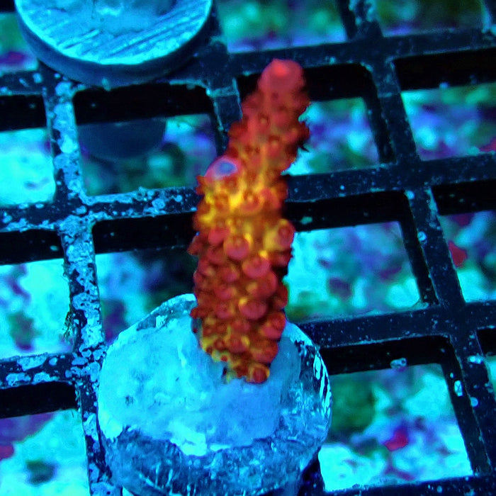 Blazing Fire Acro Frag