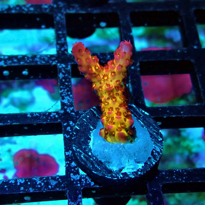 Blazing Fire Acro Frag