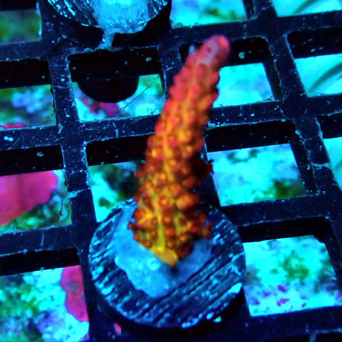 Blazing Fire Acro Frag