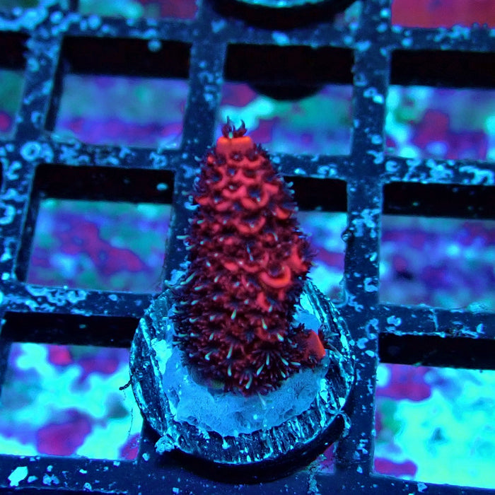 Crazy Red Acro Frag