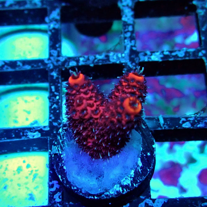 Crazy Red Acro Frag
