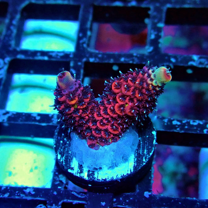 Crazy Red Acro Frag