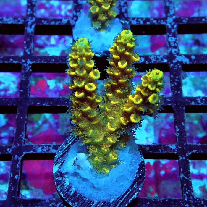 Tenuis Orange Acro Frag