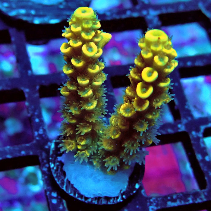 Tenuis Orange Acro Frag