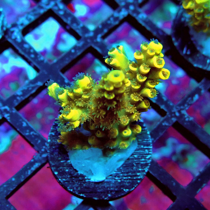Tenuis Orange Acro Frag