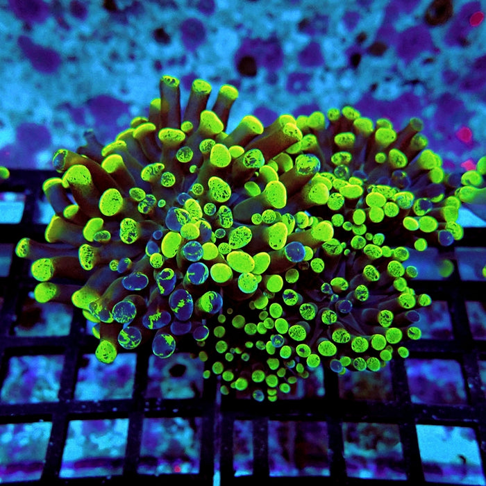 Euphyllia Bicolor Branching Hammer Ultra