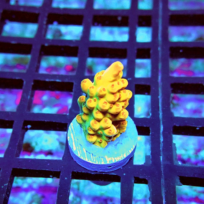 REx Golden Phoenix Acro