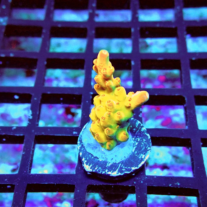 REx Golden Phoenix Acro