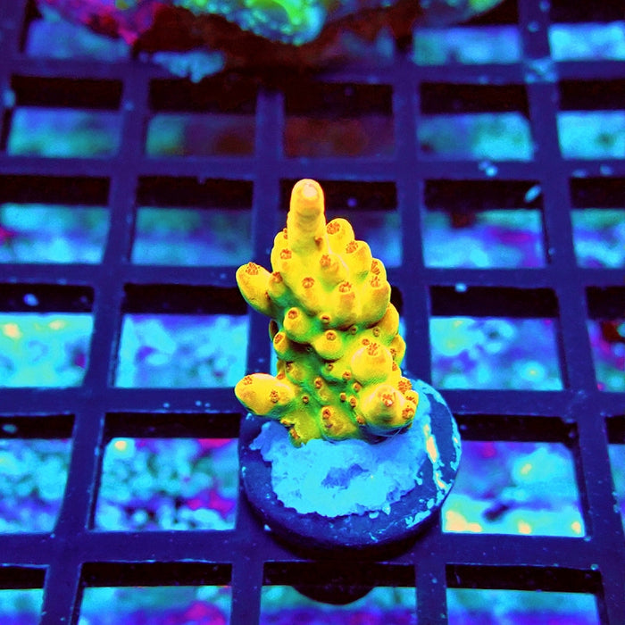 REx Golden Phoenix Acro