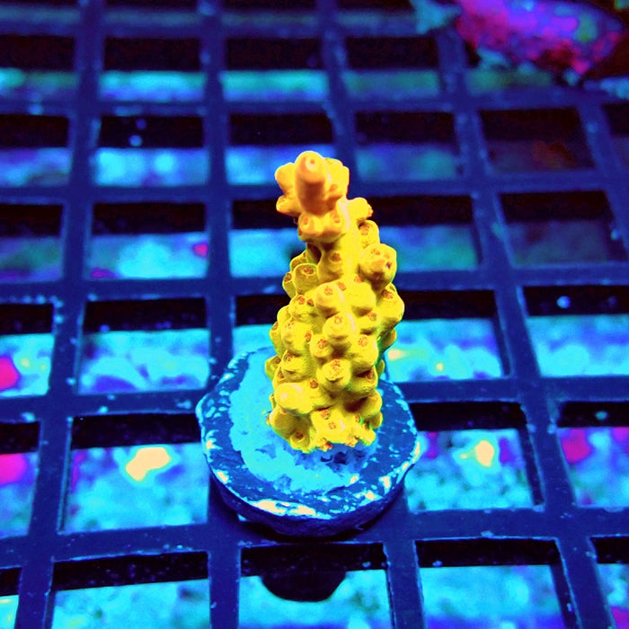 REx Golden Phoenix Acro