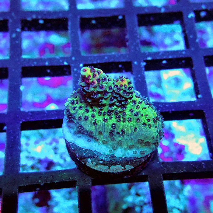 Millepora Premium Rainbow Acro