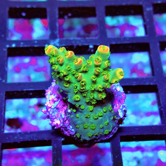 Acro Frag Aquaculture