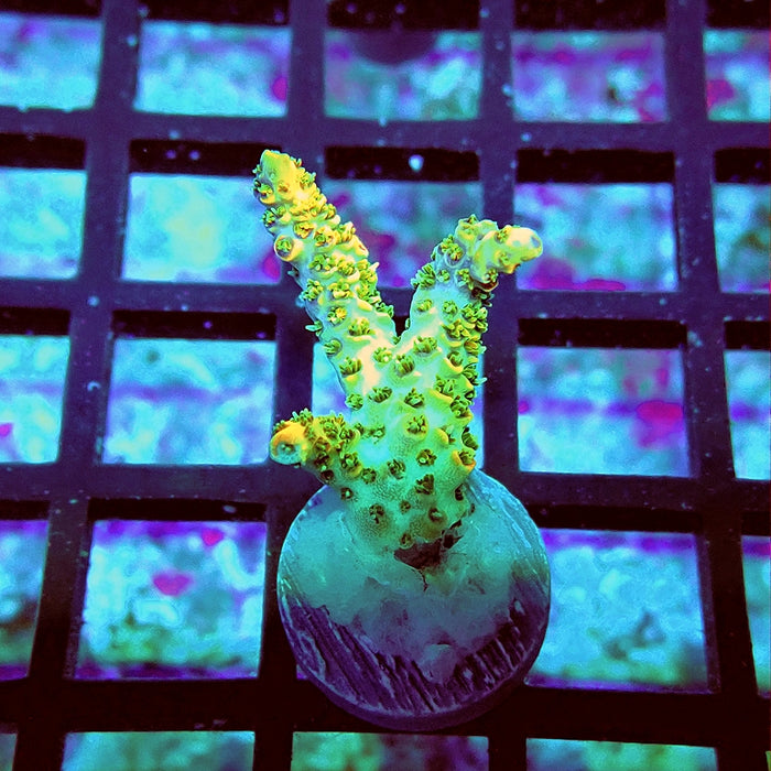 REx Green Red Tips Hyacinthus Acro