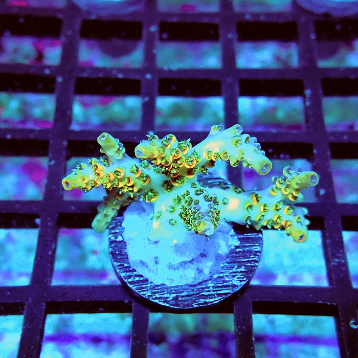 REx Green Red Tips Hyacinthus Acro