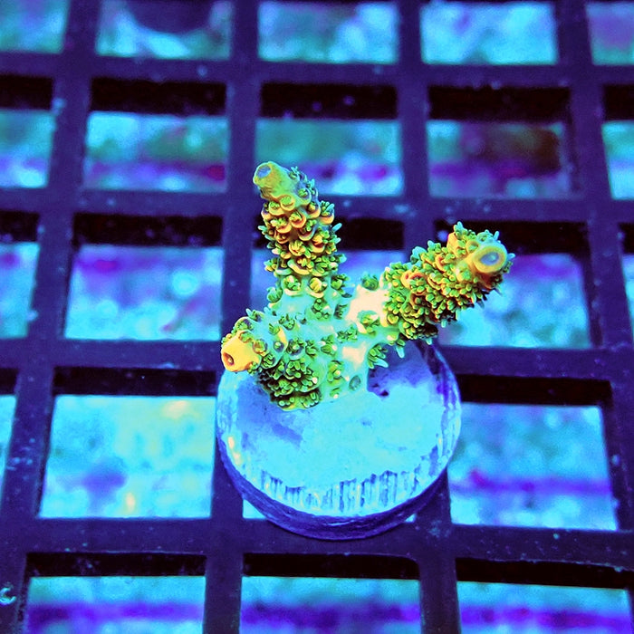 REx Green Red Tips Hyacinthus Acro