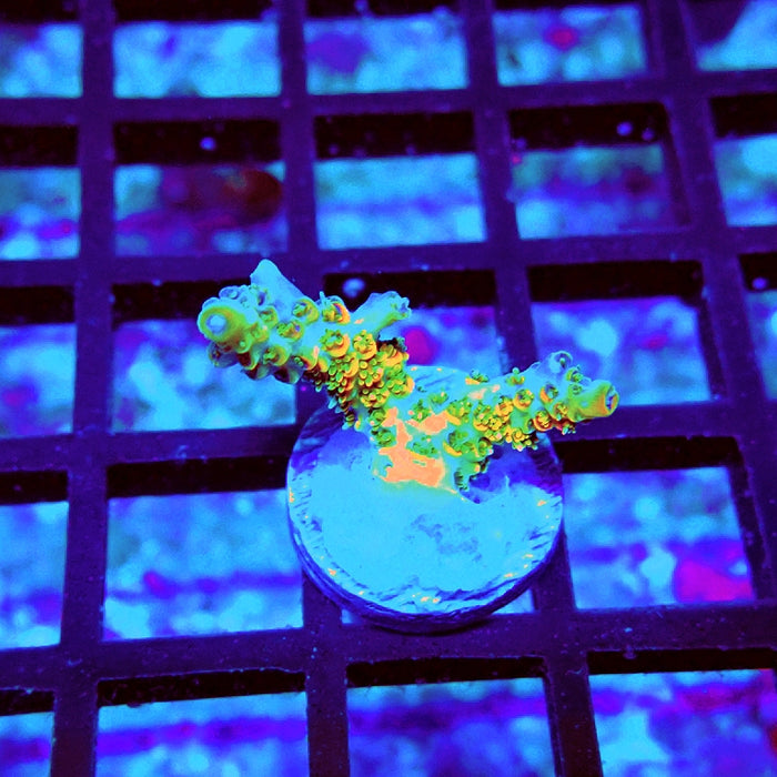 REx Green Red Tips Hyacinthus Acro