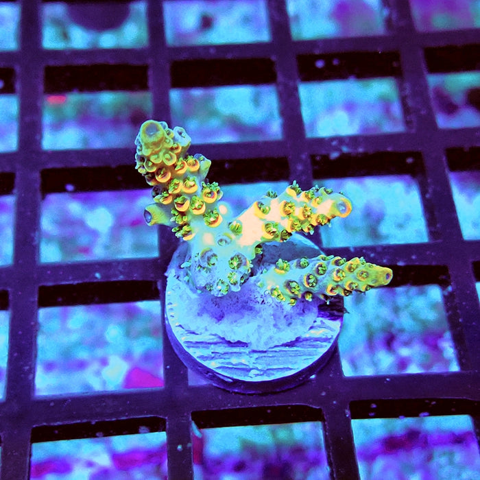 REx Green Red Tips Hyacinthus Acro