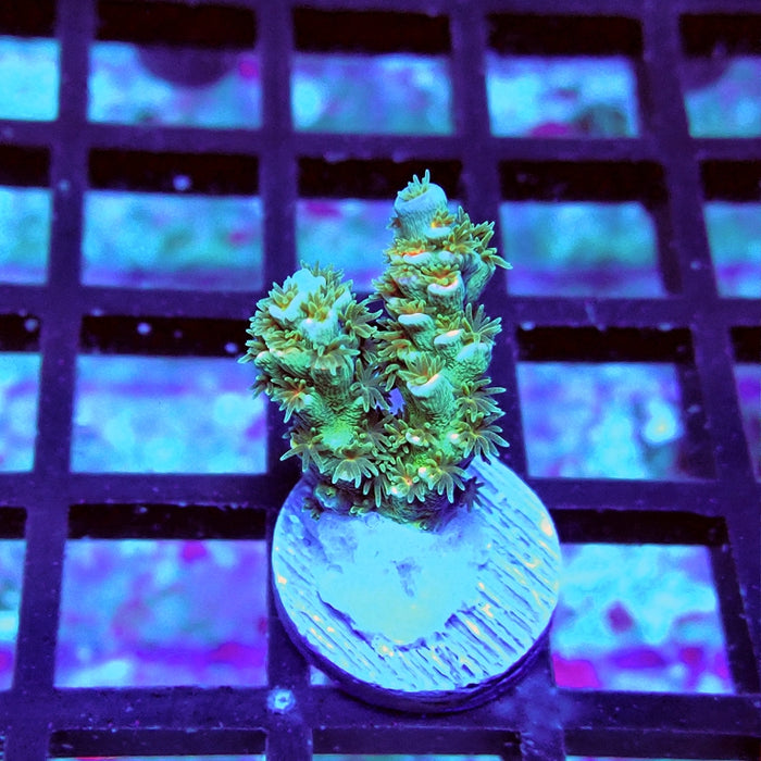 REx Green Blue Pink Scale Tenuis Acro