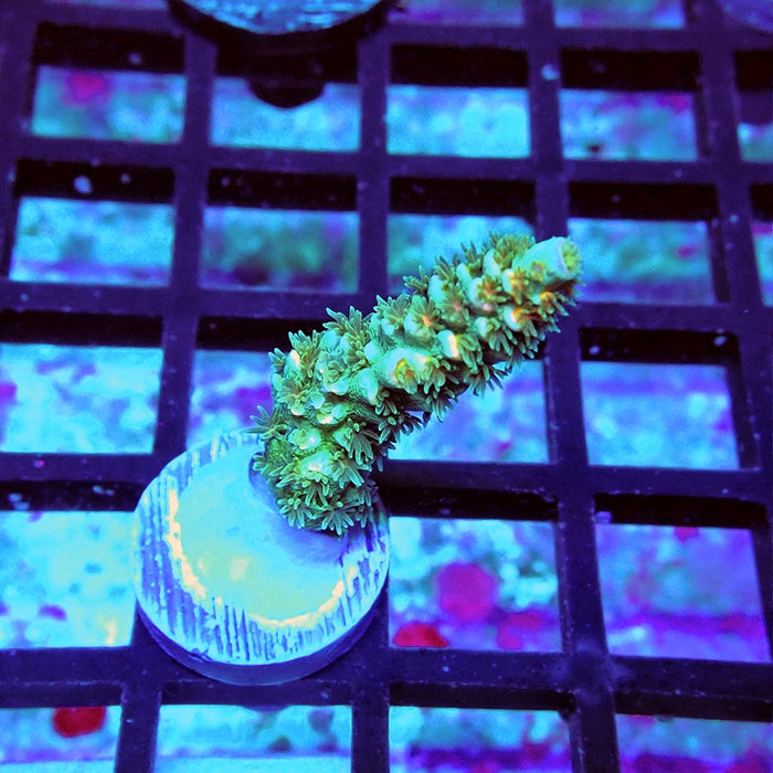 REx Green Blue Pink Scale Tenuis Acro