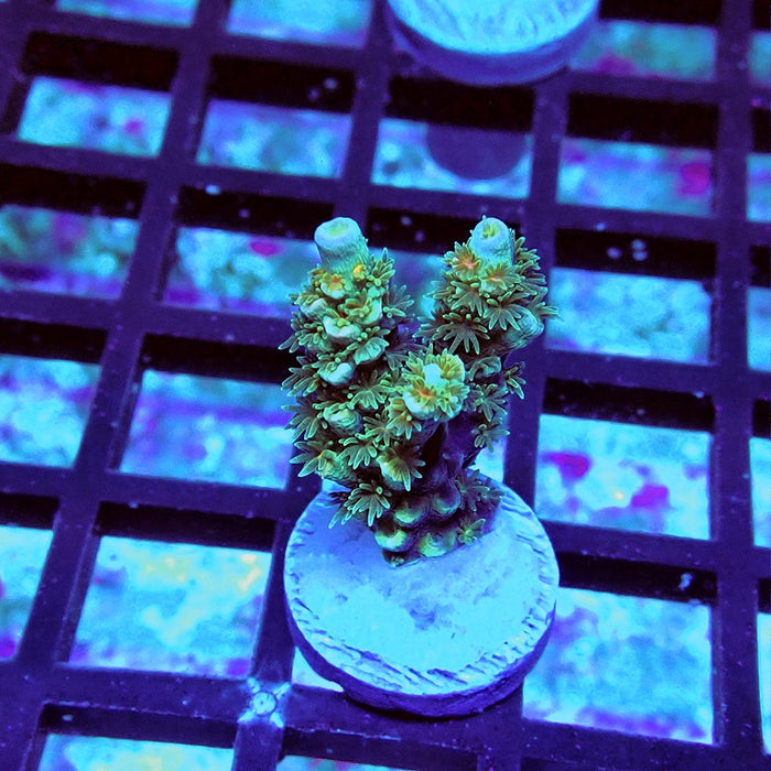 REx Green Blue Pink Scale Tenuis Acro