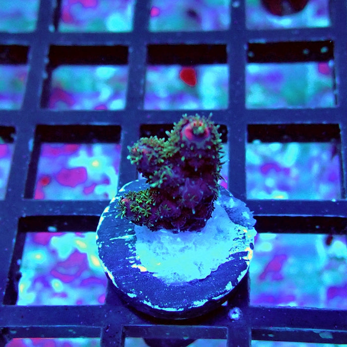 Millepora Premium Rainbow Acro