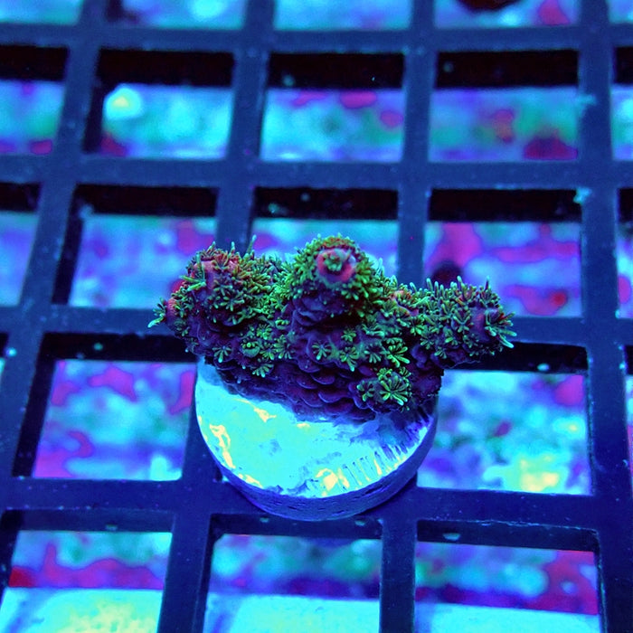 Millepora Premium Rainbow Acro