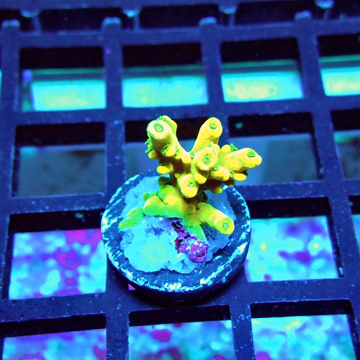 REx Yellow Frodo Acro