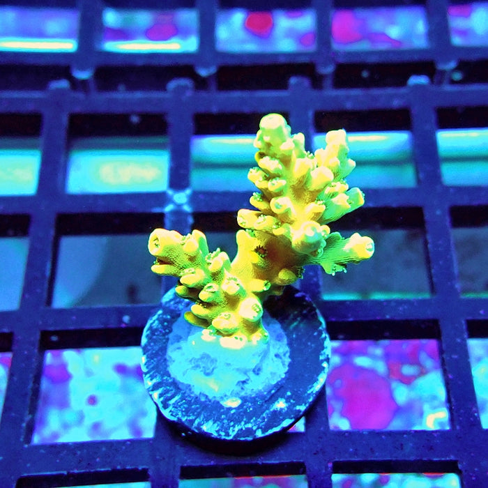 REx Yellow Frodo Acro