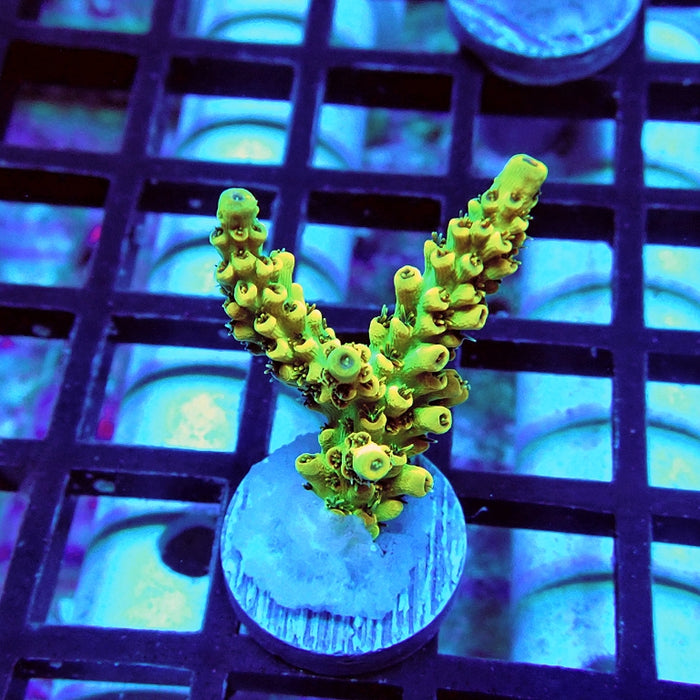 REx Selago Gold Acro