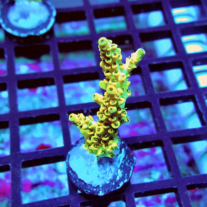 REx Selago Gold Acro