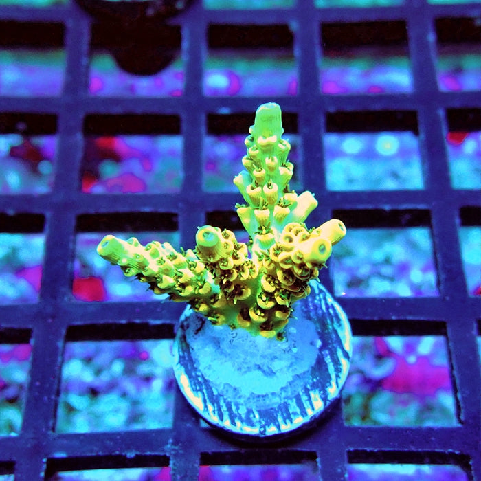 REx Selago Gold Acro