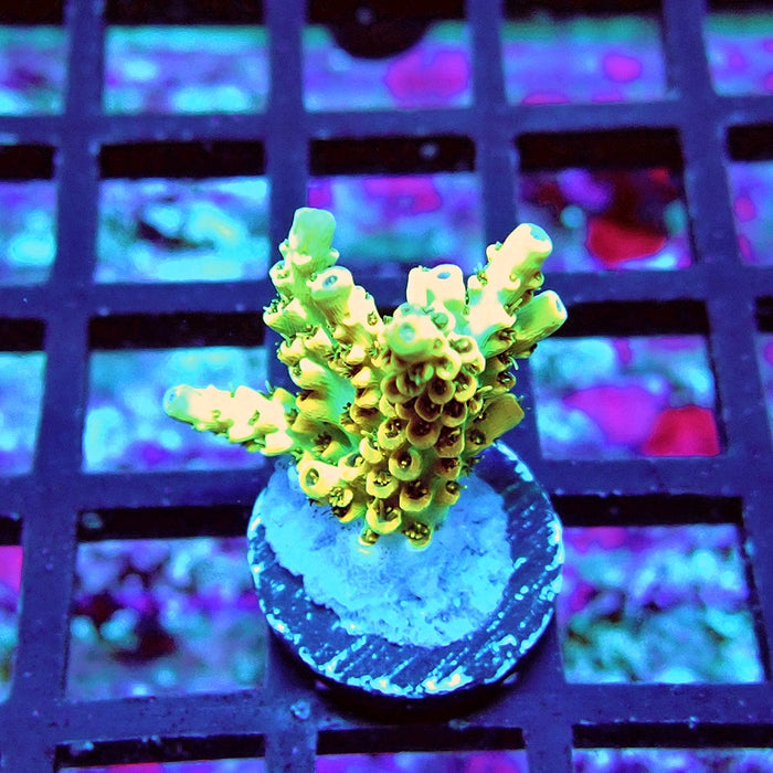 REx Selago Gold Acro