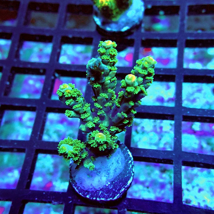 Tenuis Dark Green Pink Scales Acro