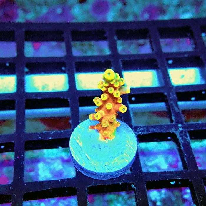 REx Orange Frodo Acro