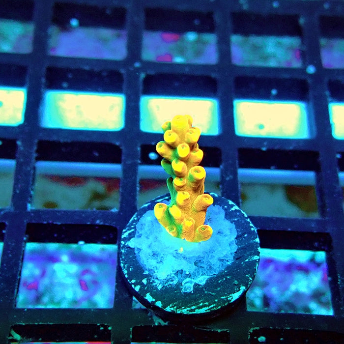 REx Orange Frodo Acro