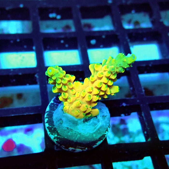 REx Yellow Frodo Acro